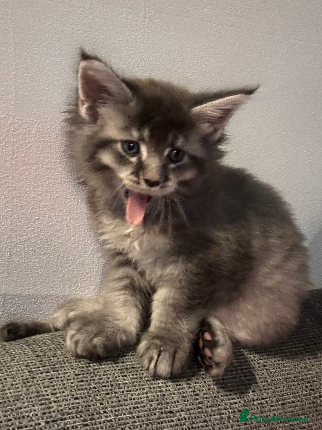 Maine Coon cats for sale: Maine Coon kittens polydactyl/non polydactyl  - Advert 4