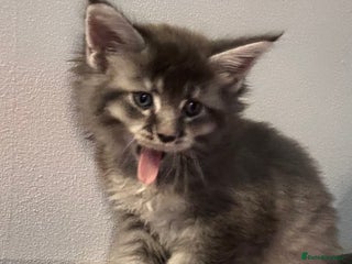 Maine Coon cats Maine Coon kittens - Advert 4