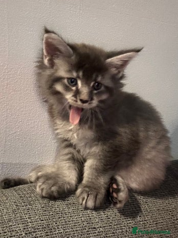 Maine Coon cats Maine Coon kittens - Advert 9