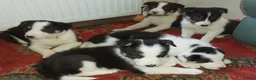 Border Collie dogs for sale: Beautiful Tri Coloured Border Collie Puppies - Advert 1