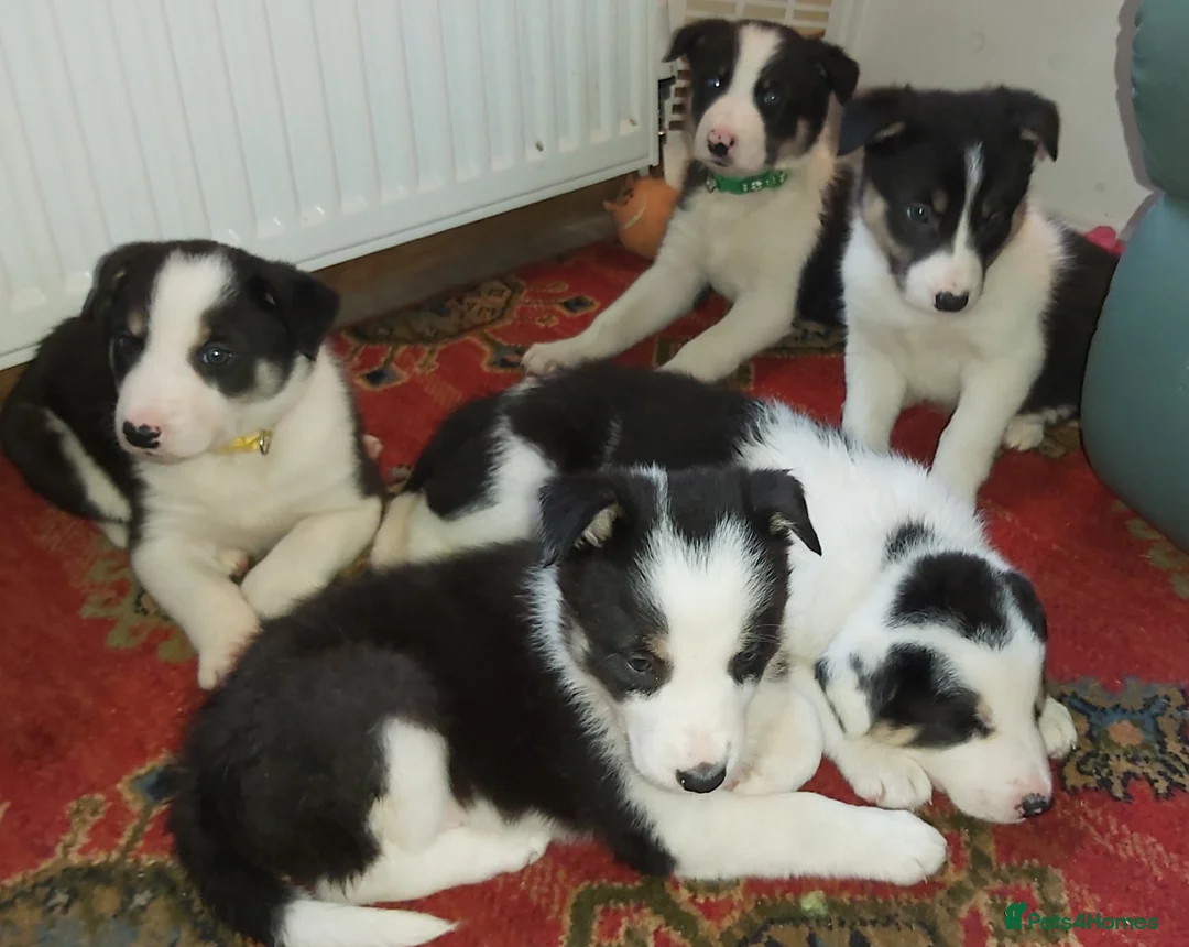 Border Collie dogs for sale: Beautiful Tri Coloured Border Collie Puppies - Advert 1