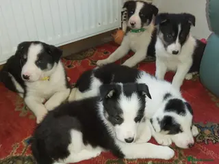 Border Collie dogs Beautiful Tri Coloured Border Collie Puppies - Advert 3