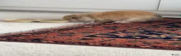 Mixed Breed rabbits for sale: Biscuit - Advert 2