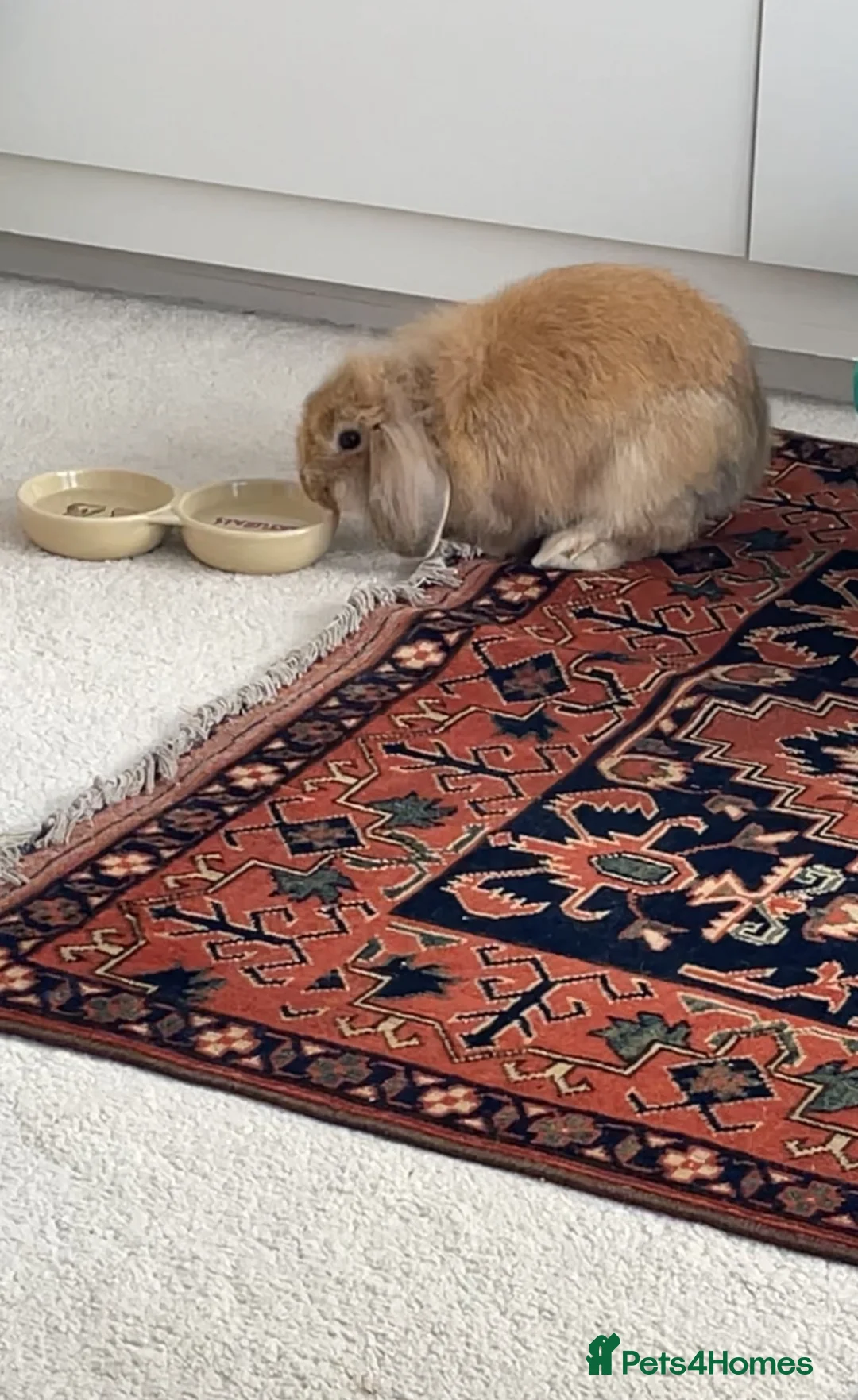 Mixed Breed rabbits for sale: Biscuit - Advert 2