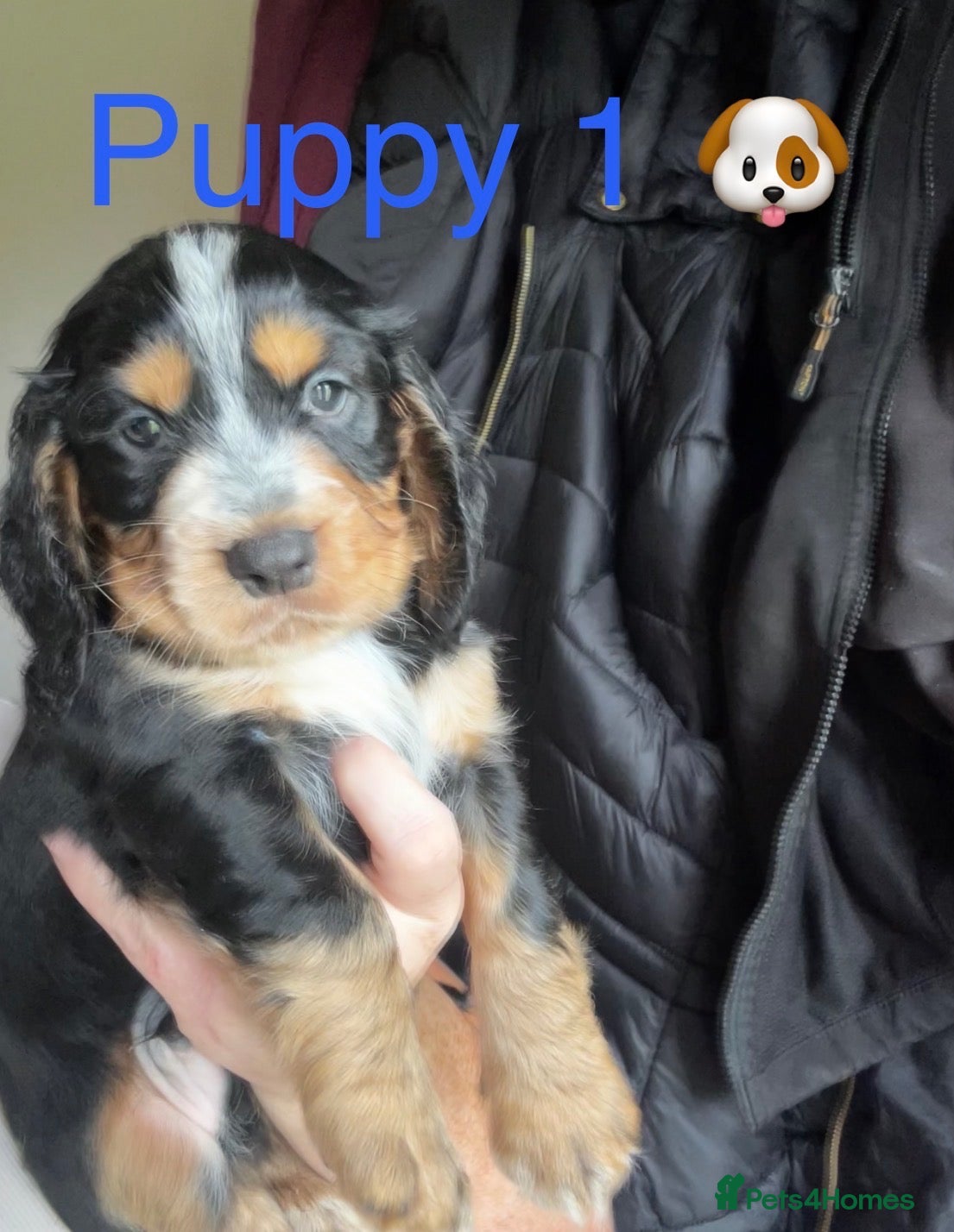 Cocker Spaniel dogs ALL PUPPIES IS £975 cocker spaniels only 4 left 🐶 - Advert 1