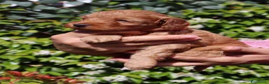 Mabel Puppy deep fox red with 2 boots reserved 