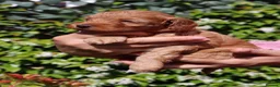 Cockapoo dogs for sale: Stunning F1 puppies Champions Bloodlines  - Advert 32