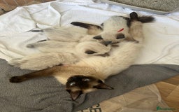 Ragdoll cats for sale: 💖Purebred Beautiful Chocolate Ragdoll Kittens.💖 - Image 3