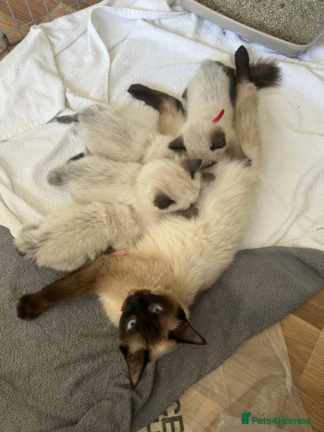 Ragdoll cats for sale: 💖Purebred Beautiful Chocolate Ragdoll Kittens.💖 - Image 3