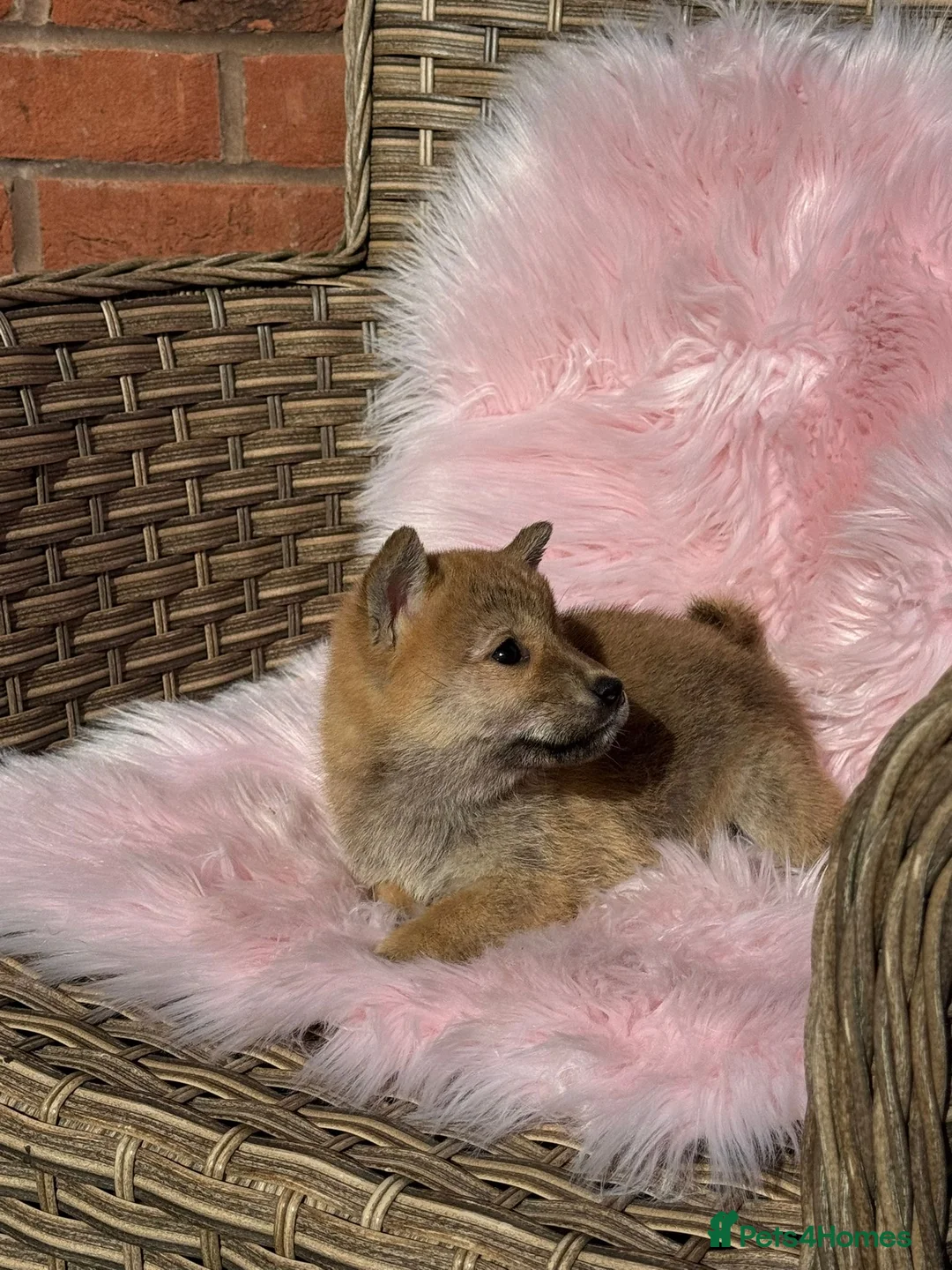 Japanese Shiba Inu dogs for sale: Shiba girl kc registered  - Advert 2