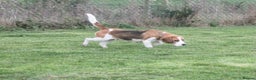Beagle dogs for sale: NOW RESERVED 4 YEAR OLD GIRL KC REG BEAGLE - Advert 3