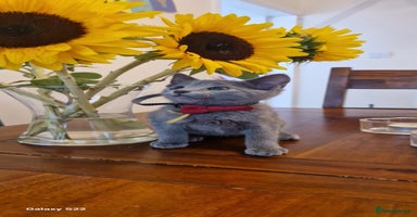 Russian Blue cats - Advert 2