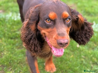Cocker Spaniel dogs - Advert 6