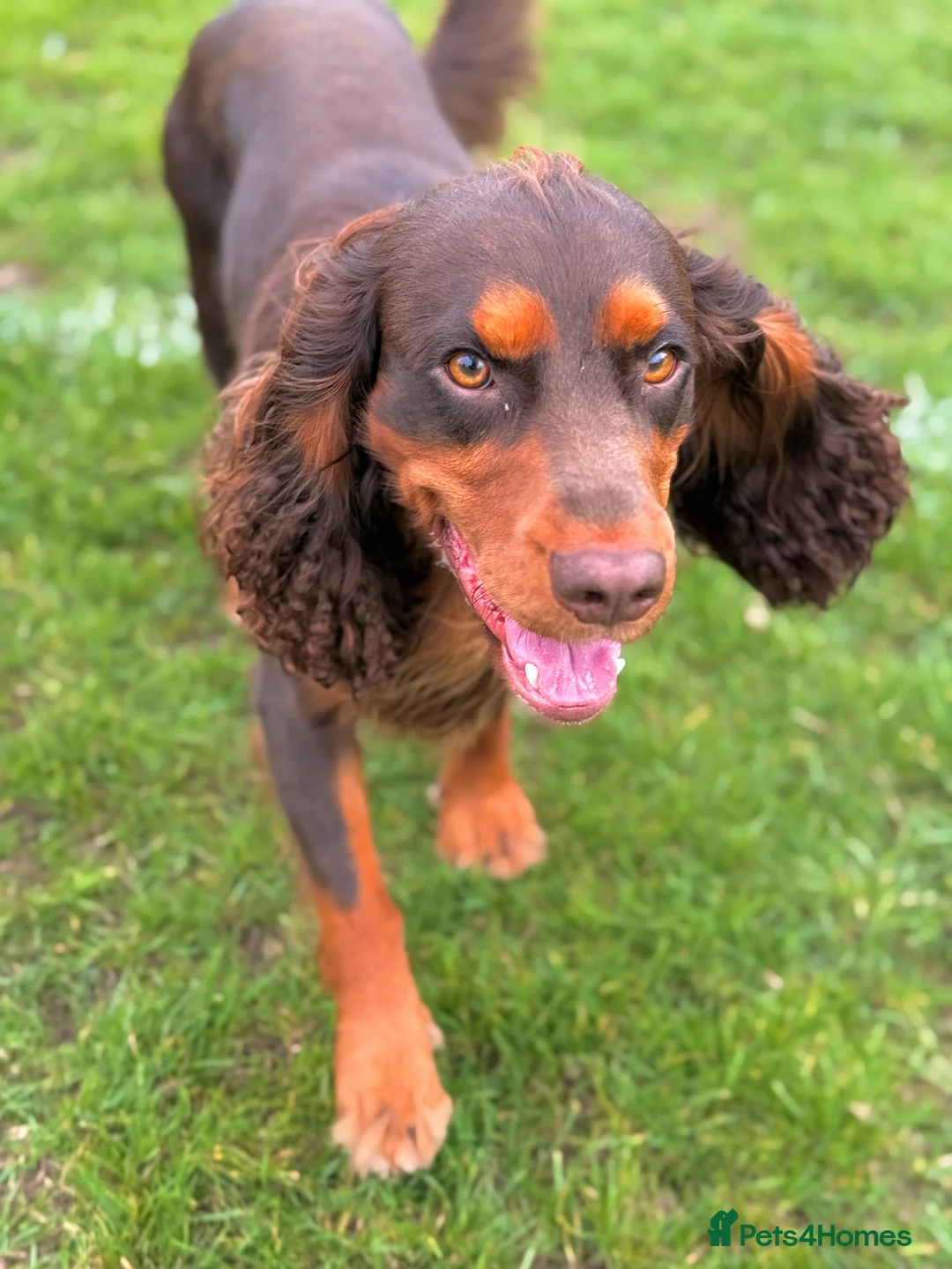 Cocker Spaniel dogs for stud: 🐾 Proven Stud - Healthy Working Cocker Spaniel 🐾 - Advert 1