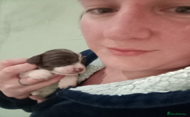 English Springer Spaniel dogs KC Registered E Springer Spaniels 1 girl left - Advert 9