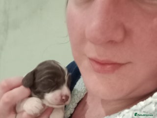 English Springer Spaniel dogs KC Registered E Springer Spaniels 1 girl left - Advert 6