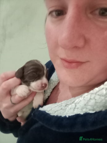 English Springer Spaniel dogs KC Registered E Springer Spaniels 1 girl left - Advert 1