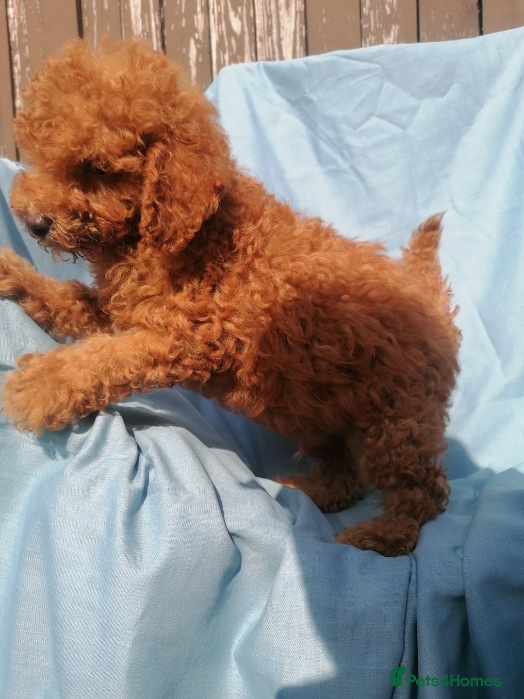 Miniature Poodle dogs for sale: Miniature poodles  - Image 2