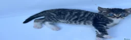 Domestic Shorthair cats for sale: Kitten domestic shorthair, tabby pattern  - Advert 16