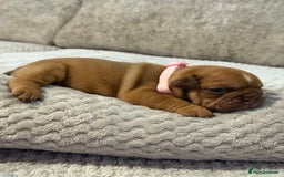 English Bulldog dogs for sale: English Bulldog puppies for sale KC registered  - Image 37