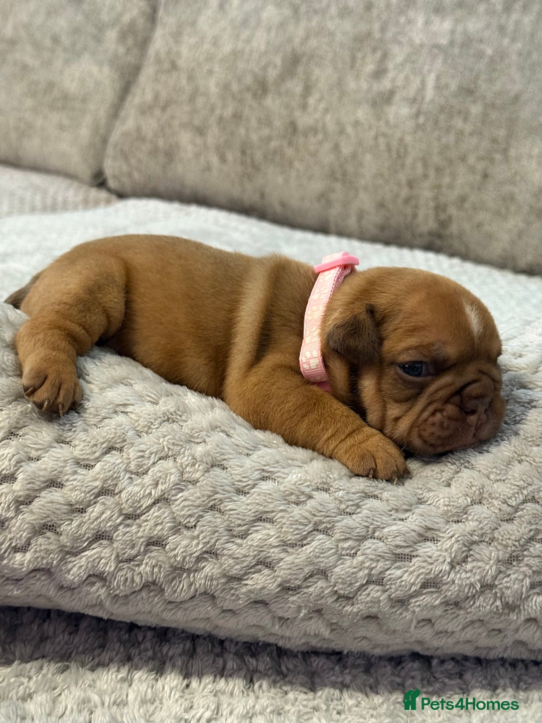 English Bulldog dogs for sale: English Bulldog puppies for sale KC registered  - Image 37