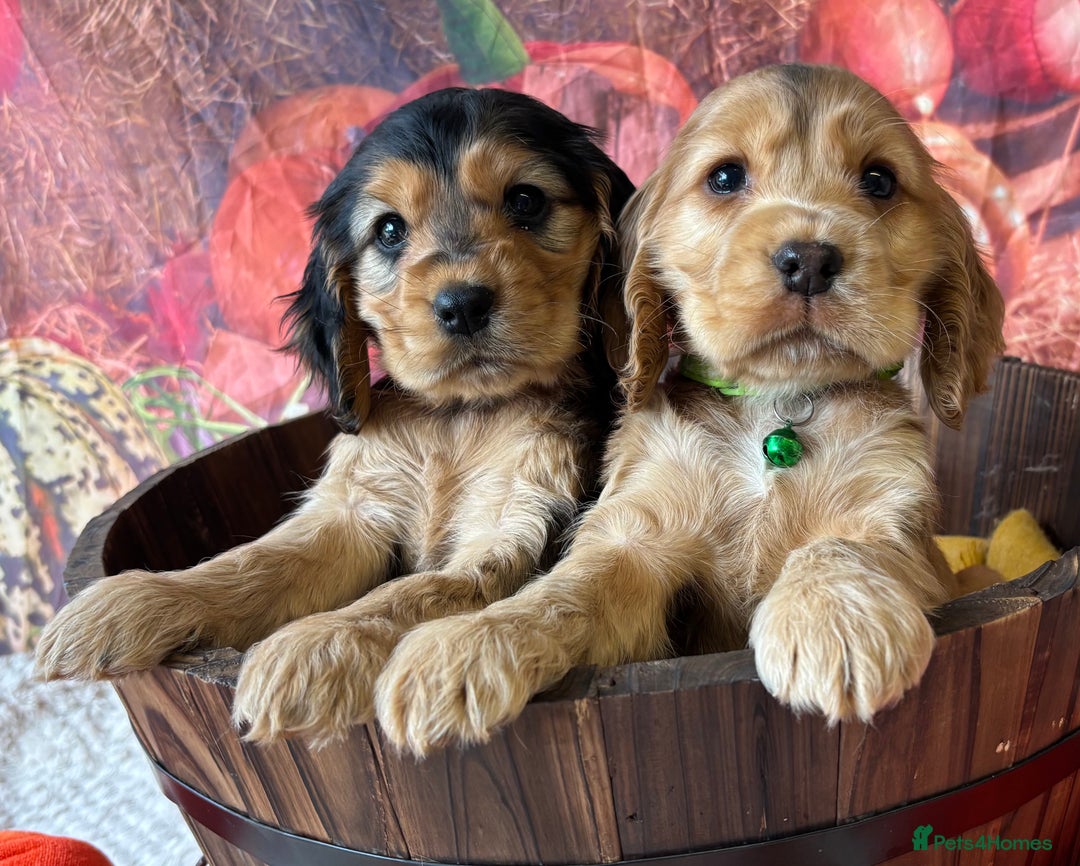 Cocker Spaniel dogs for sale: Outstanding KC Show Cocker Spaniels 🩷 - Image 9
