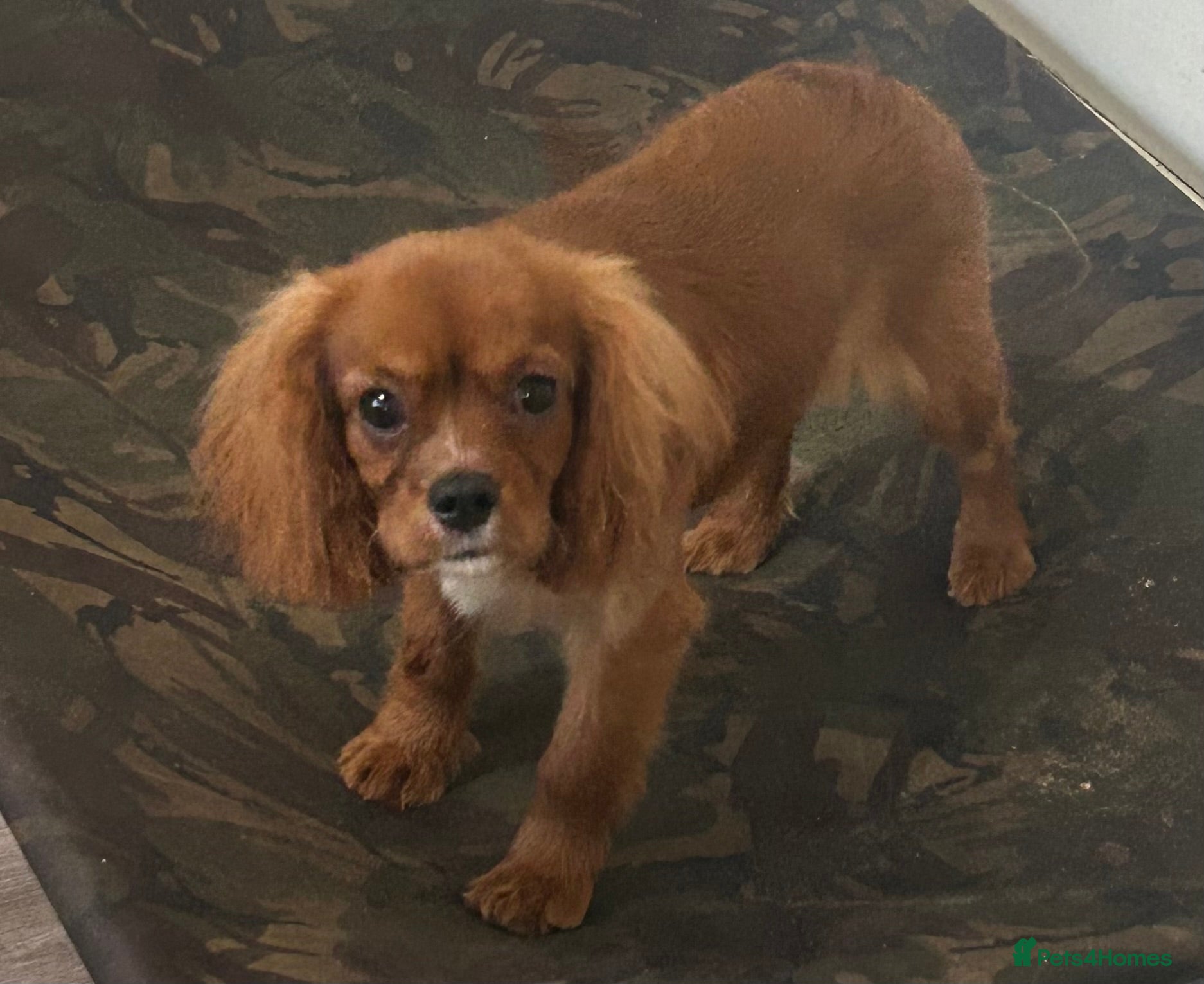 Cavalier King Charles Spaniel dogs 12th dec still available Ruby female fully vaccine - Advert 2