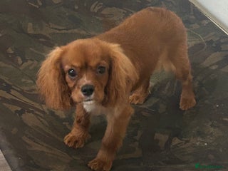Cavalier King Charles Spaniel dogs 10th dec still available Ruby female fully vaccine - Advert 6