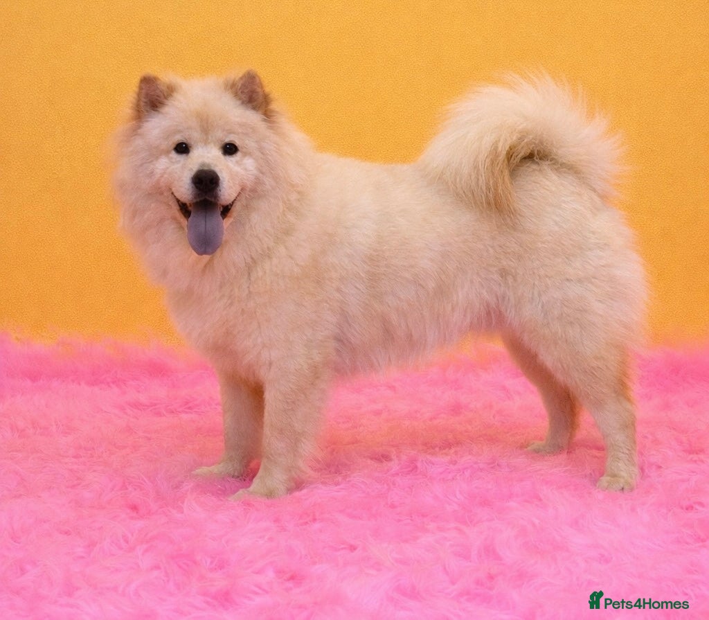 Mixed Breed dogs (Narla) Beautiful cream female adult chowsky  - Advert 5