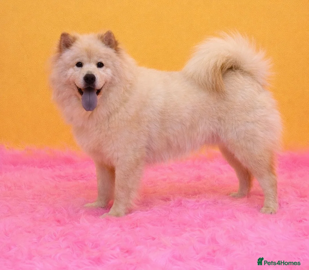 Mixed Breed dogs for sale: (Narla) Beautiful cream female adult chowsky  - Advert 1