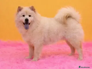 Mixed Breed dogs (Narla) Beautiful cream female adult chowsky - Advert 5