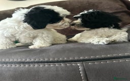 Havanese dogs for sale: Show quality litter of kc reg havanese puppies in Lincoln - Image 5