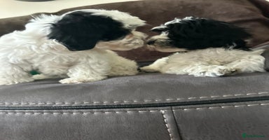 Havanese dogs in Lincoln - Advert 1