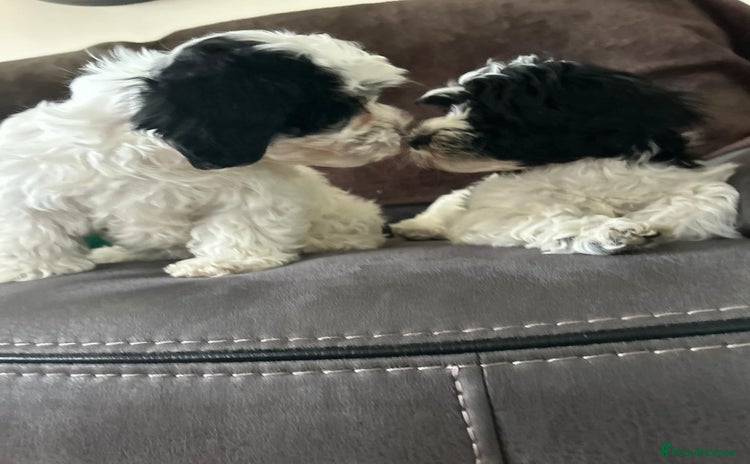 Havanese dogs in Lincoln - Advert 1