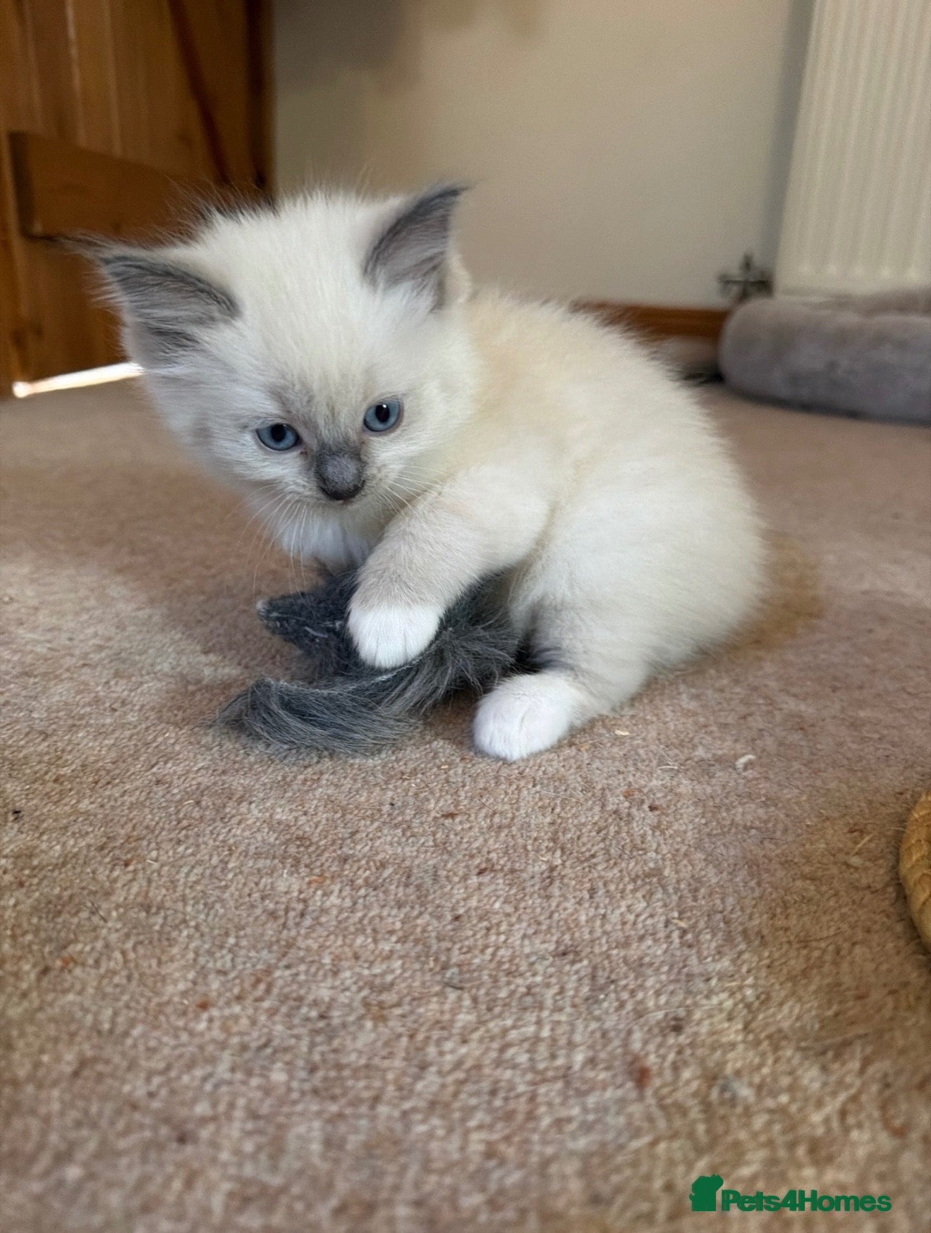Ragdoll cats Pure Ragdolls Girl kittens - Advert 4