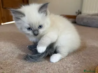 Ragdoll cats Pure Ragdolls Girl kittens - Advert 4