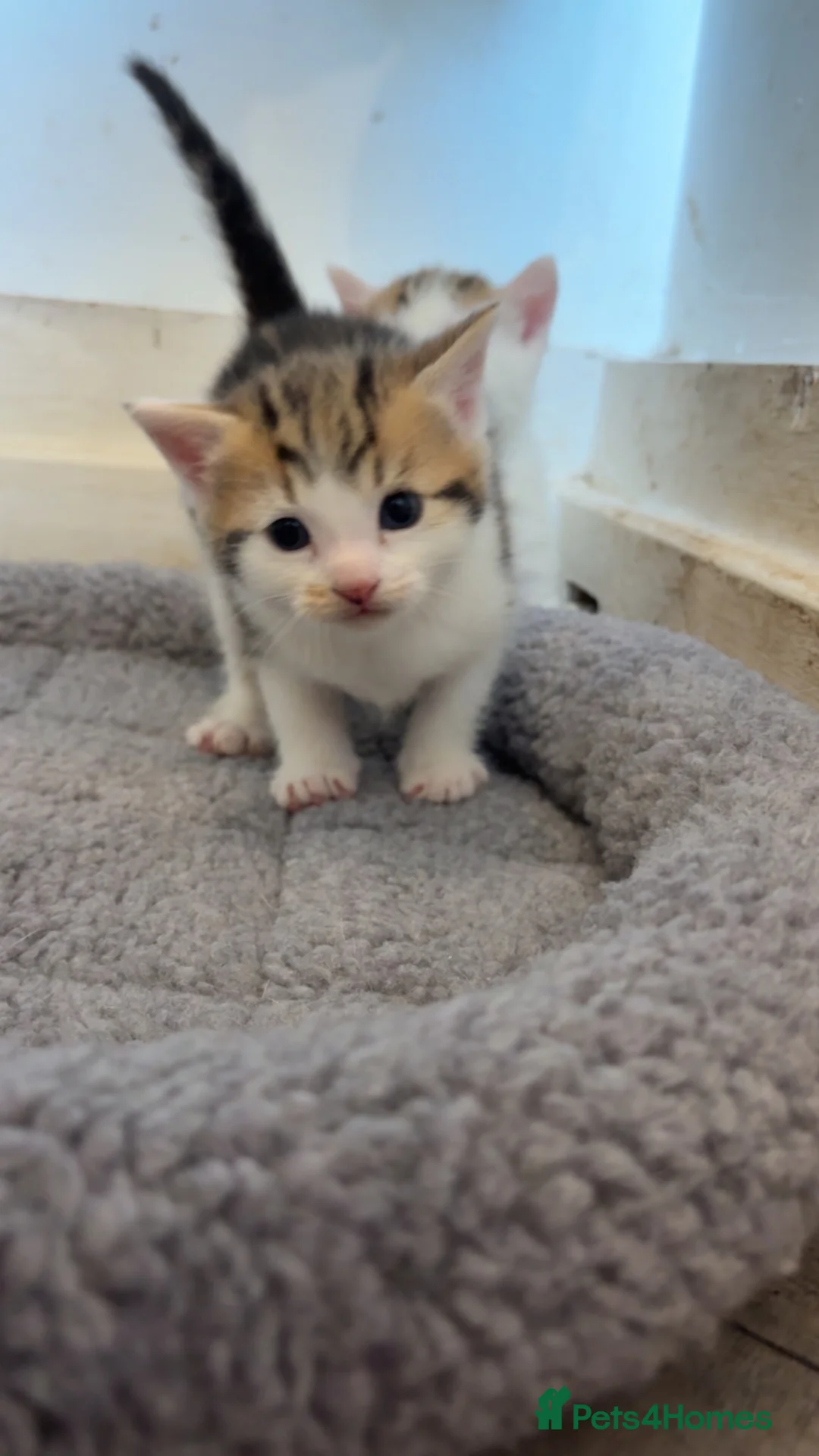 Domestic Shorthair cats for sale: Male kitten  - Advert 5
