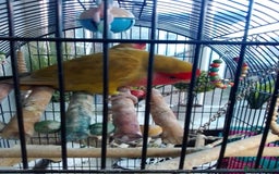 Lovebirds birds for sale: Lovebirds couple with cage - Advert 3