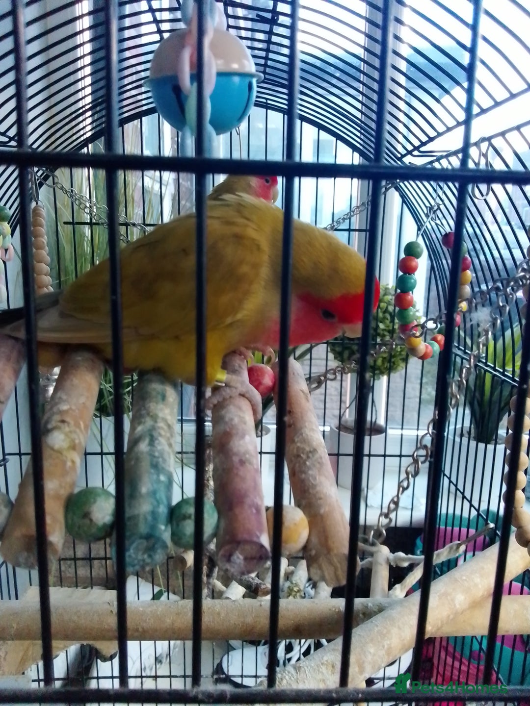 Lovebirds birds for sale: Lovebirds couple with cage - Advert 3