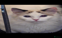 Ragdoll cats for sale: Beautiful Ragdoll kittens  - Image 23
