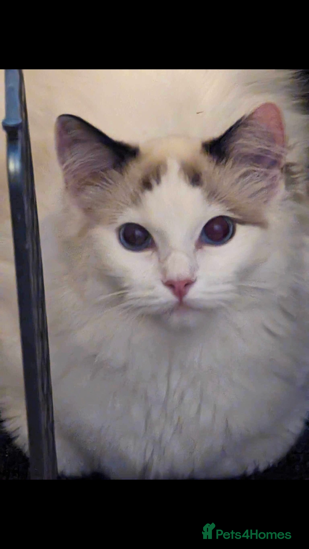 Ragdoll cats for sale: Beautiful Ragdoll kittens  - Image 23