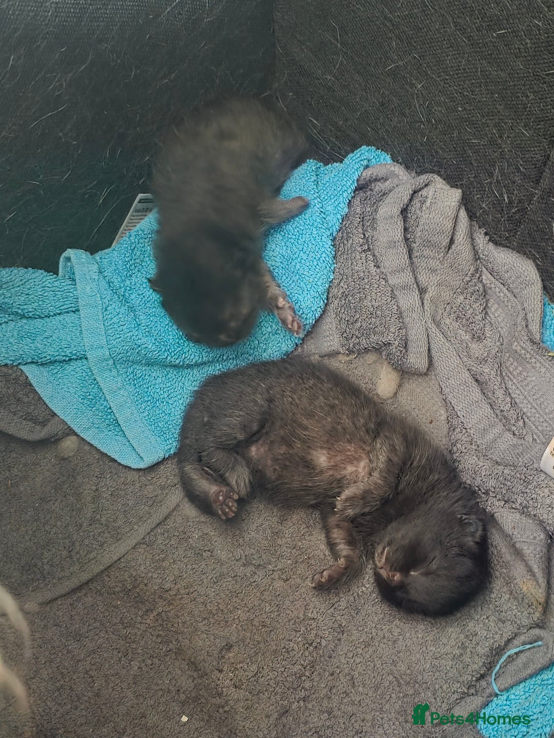 Persian cats for sale: 2 Persian boys. Colour is mixed dark grey/black - Image 3