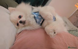 Pomeranian dogs for sale: ☁️RARE SOLID WHITE POMERANIANS ☁️ - Image 17