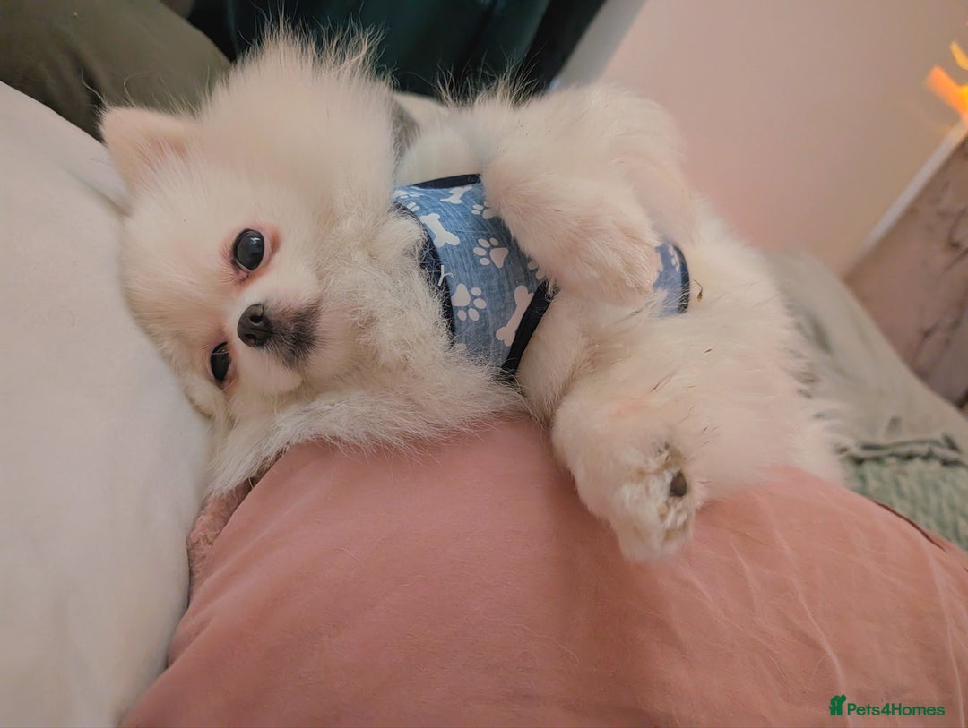 Pomeranian dogs for sale: ☁️RARE SOLID WHITE POMERANIANS ☁️ - Image 17