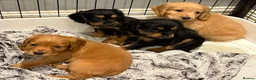 Cocker Spaniel dogs for sale: Beautiful working cocker spaniels  - Advert 8