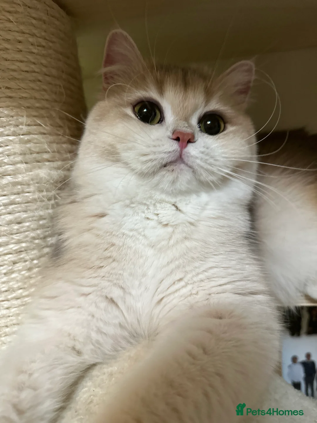 British Shorthair cats for sale: GCCF reg Active BSH Blue Gold Female for Breeding - Advert 14