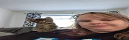 Abyssinian cats for sale: Kitten  in Prestatyn - Advert 2