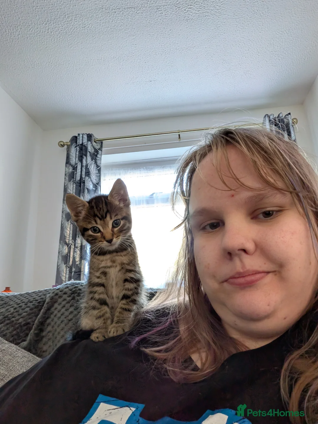 Abyssinian cats for sale: Kitten  in Prestatyn - Advert 2