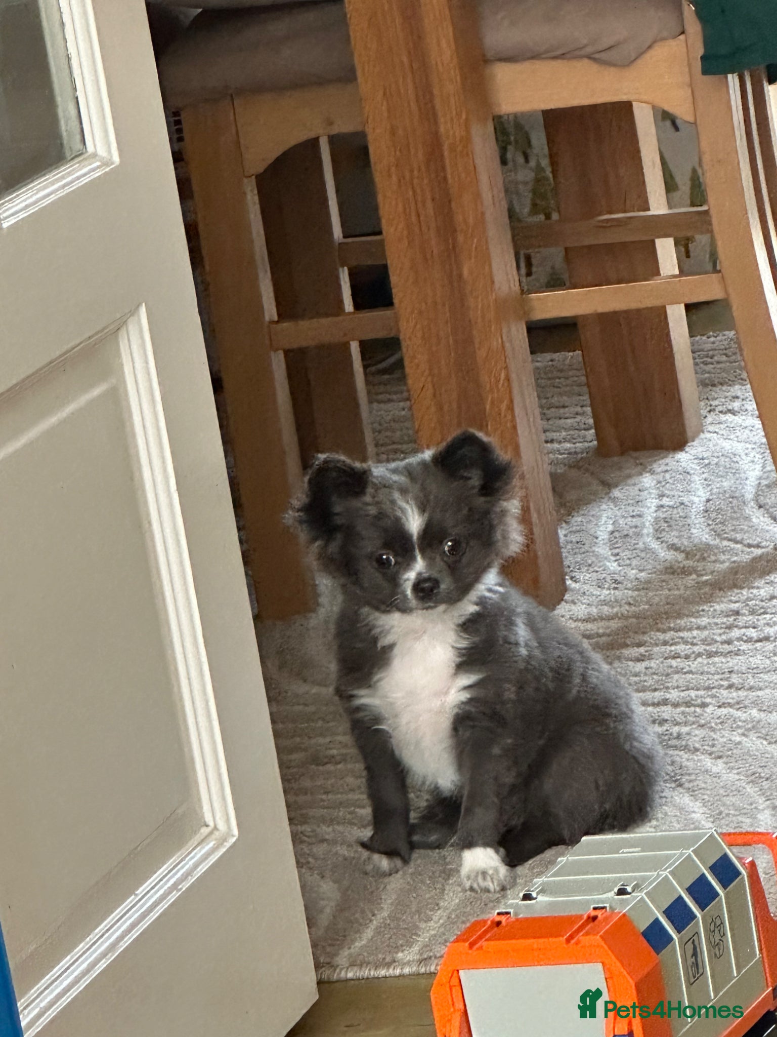  Puppy 2