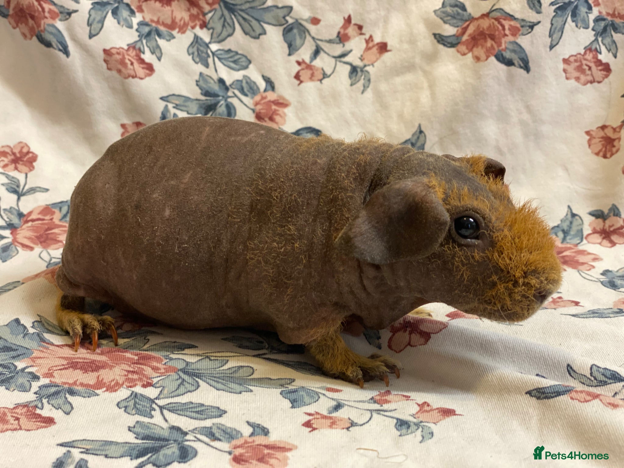 Guinea Pig rodents  Pair of pedigree skinny pig boys available  - Advert 23